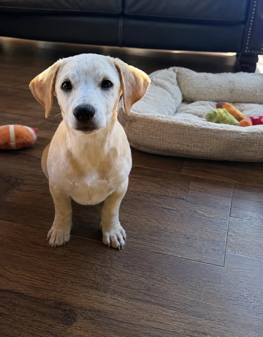 Munchkin, Adopted, Puppy Female Dachshund.