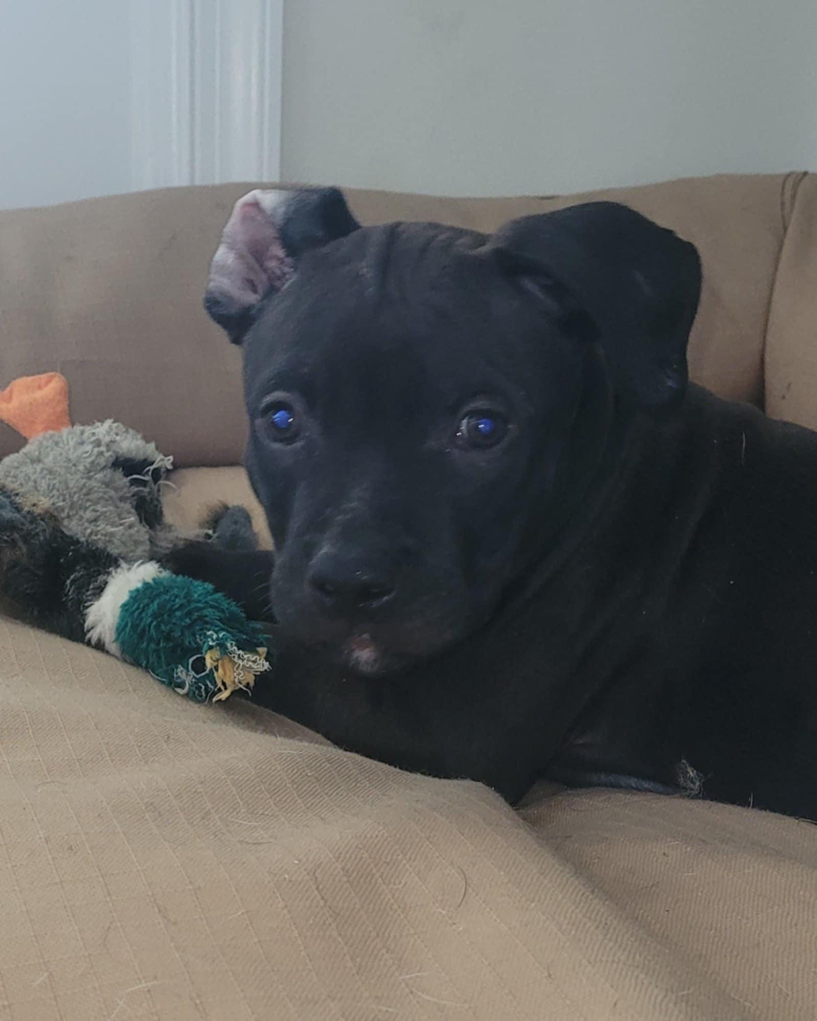 Gomez, Adoptable, Young Male Labrador Retriever & Pit Bull Terrier.