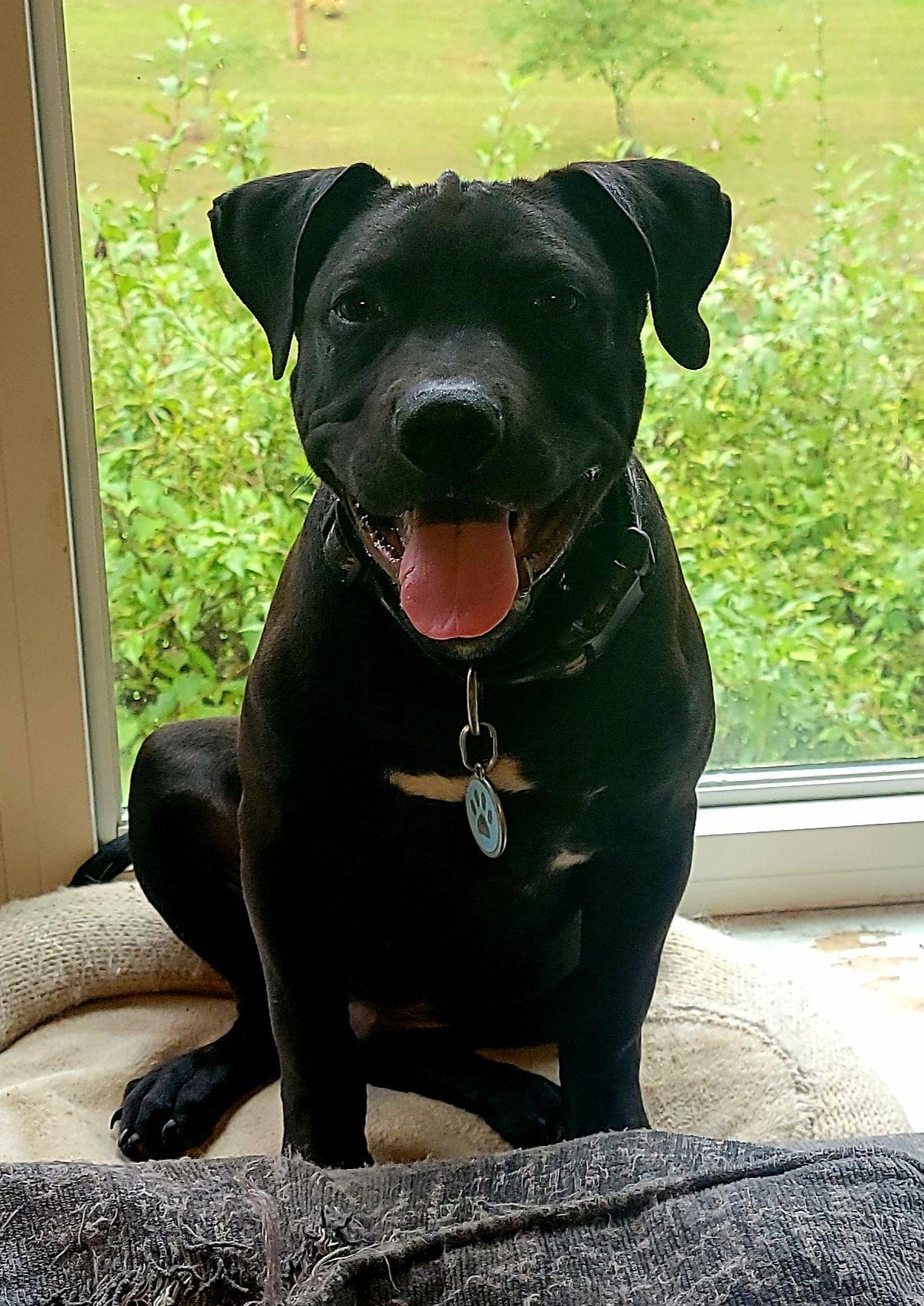 Gomez, a Adoptable mixed breed in Hollywood, MD image 2/3