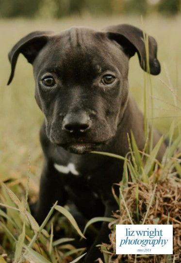 Gomez, a Adoptable mixed breed in Hollywood, MD image 3/3