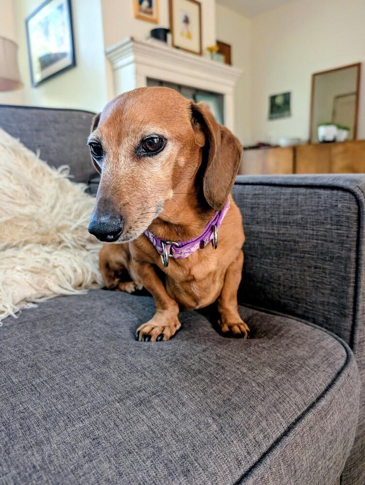 Bella, Adoptable, Senior Female Dachshund.