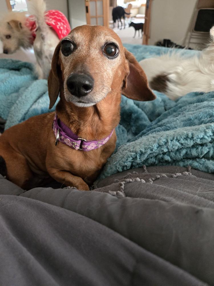 Enlarge Bella, a Adoptable Dachshund in Bend, OR image 2/6