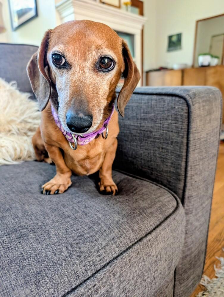 Enlarge Bella, a Adoptable Dachshund in Bend, OR image 3/6