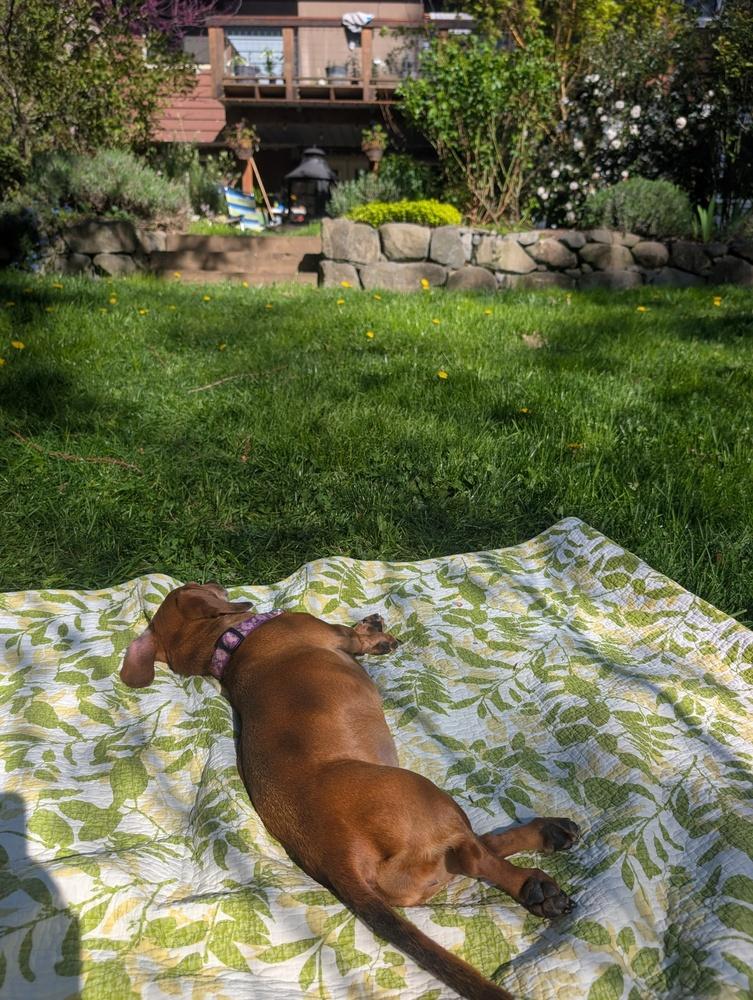 Enlarge Bella, a Adoptable Dachshund in Bend, OR image 4/6