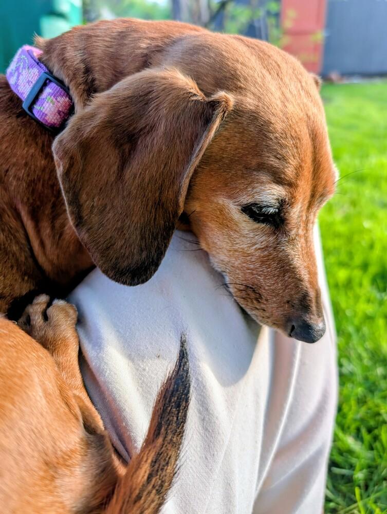 Enlarge Bella, a Adoptable Dachshund in Bend, OR image 5/6