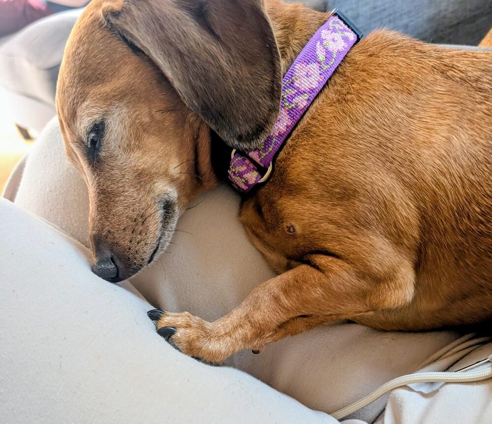 Enlarge Bella, a Adoptable Dachshund in Bend, OR image 6/6