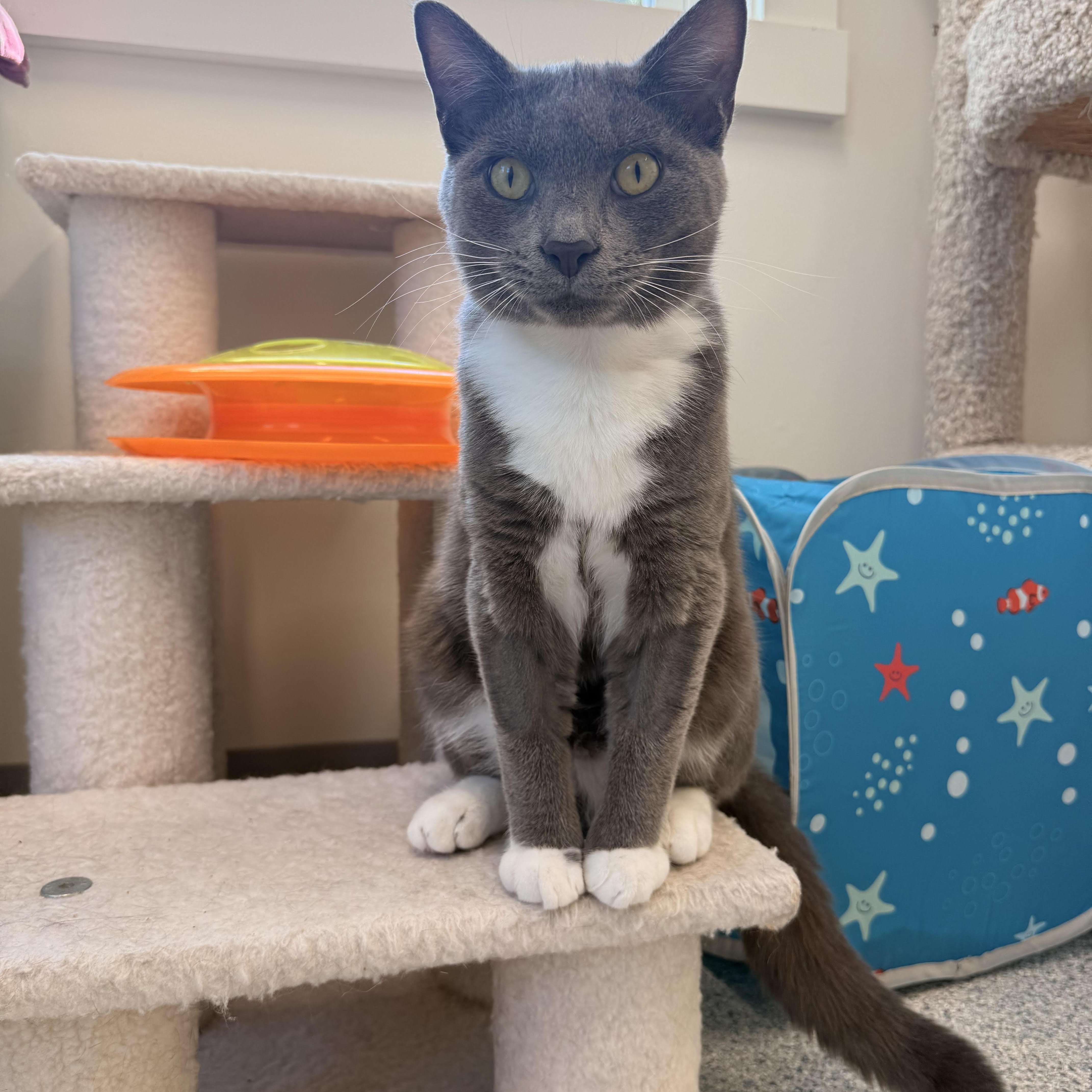Tom, Adoptable, Young Male Domestic Short Hair.