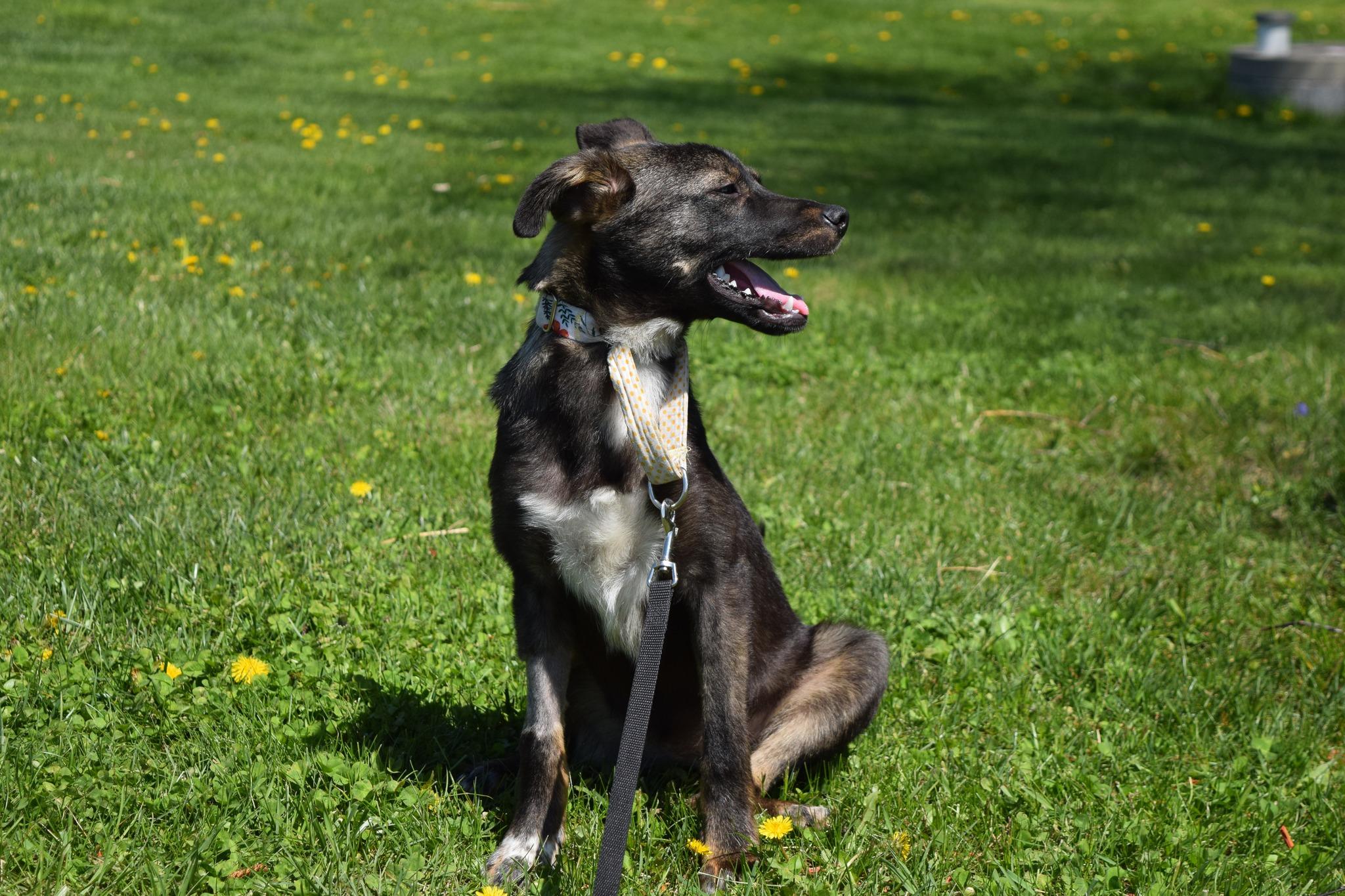 Emerald, a Adoptable mixed breed in Tomah, WI image 1/3