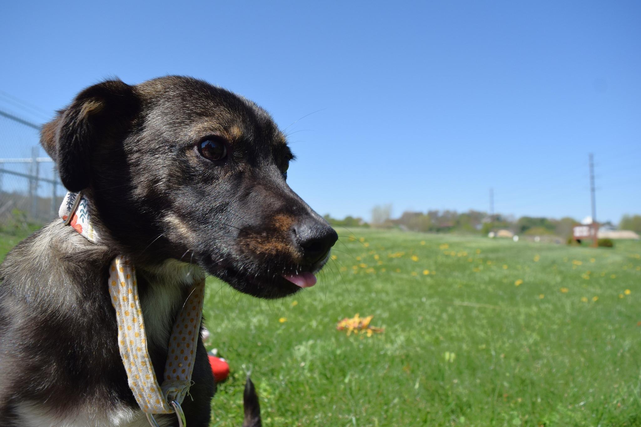 Emerald, a Adoptable mixed breed in Tomah, WI image 2/3