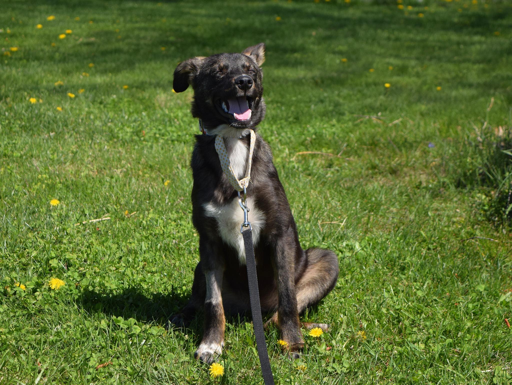 Emerald, a Adoptable mixed breed in Tomah, WI image 3/3