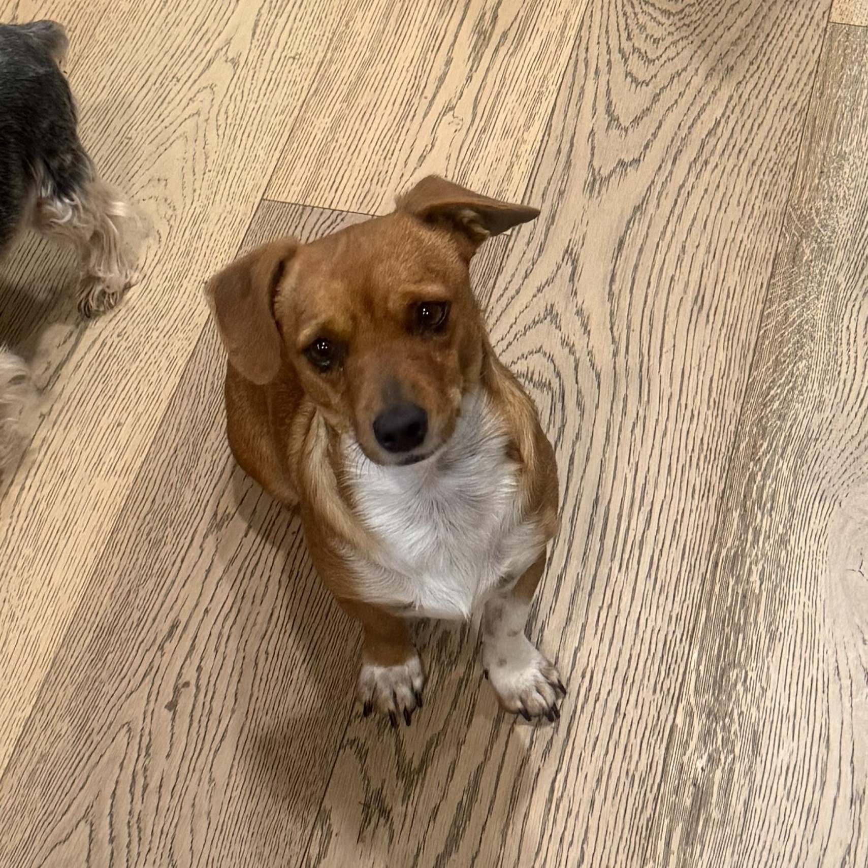 Mr. Cutie Draco, a Adoptable mixed breed in Vancouver, BC image 4/6