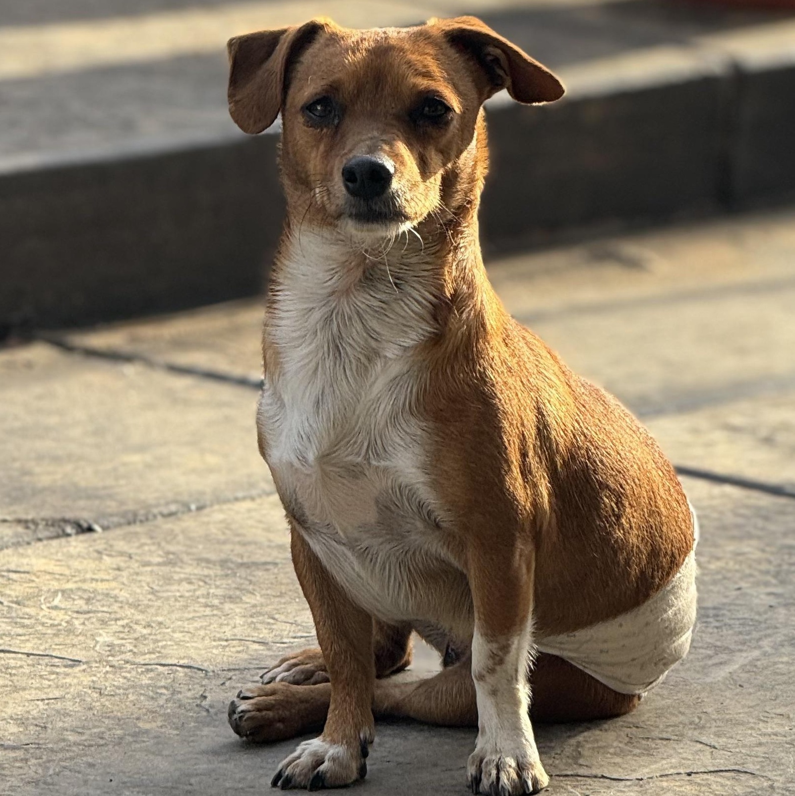 Mr. Cutie Draco, a Adoptable mixed breed in Vancouver, BC image 2/6