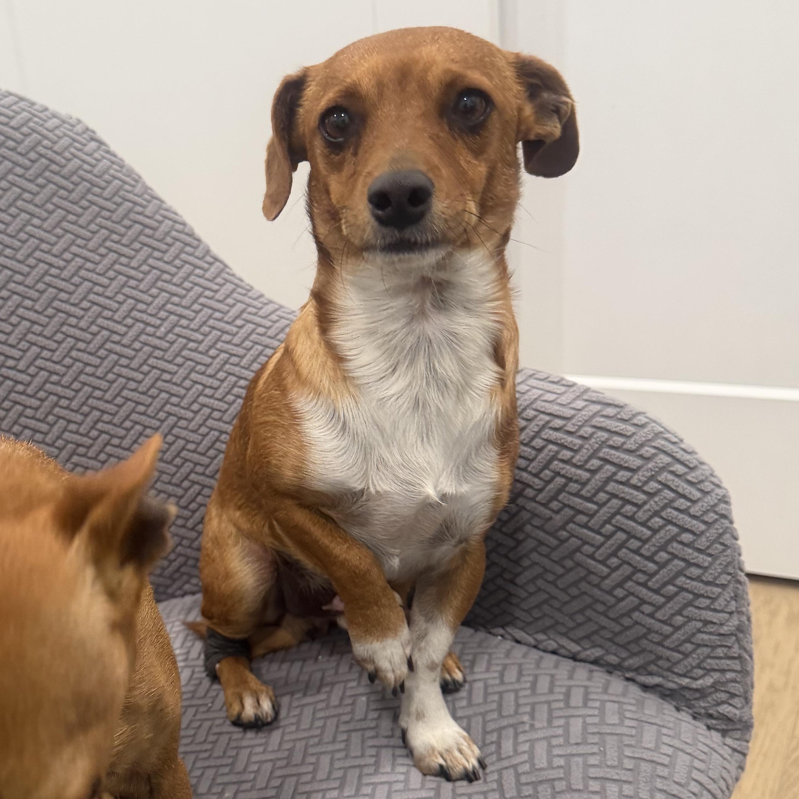 Mr. Cutie Draco, a Adoptable mixed breed in Vancouver, BC image 3/6