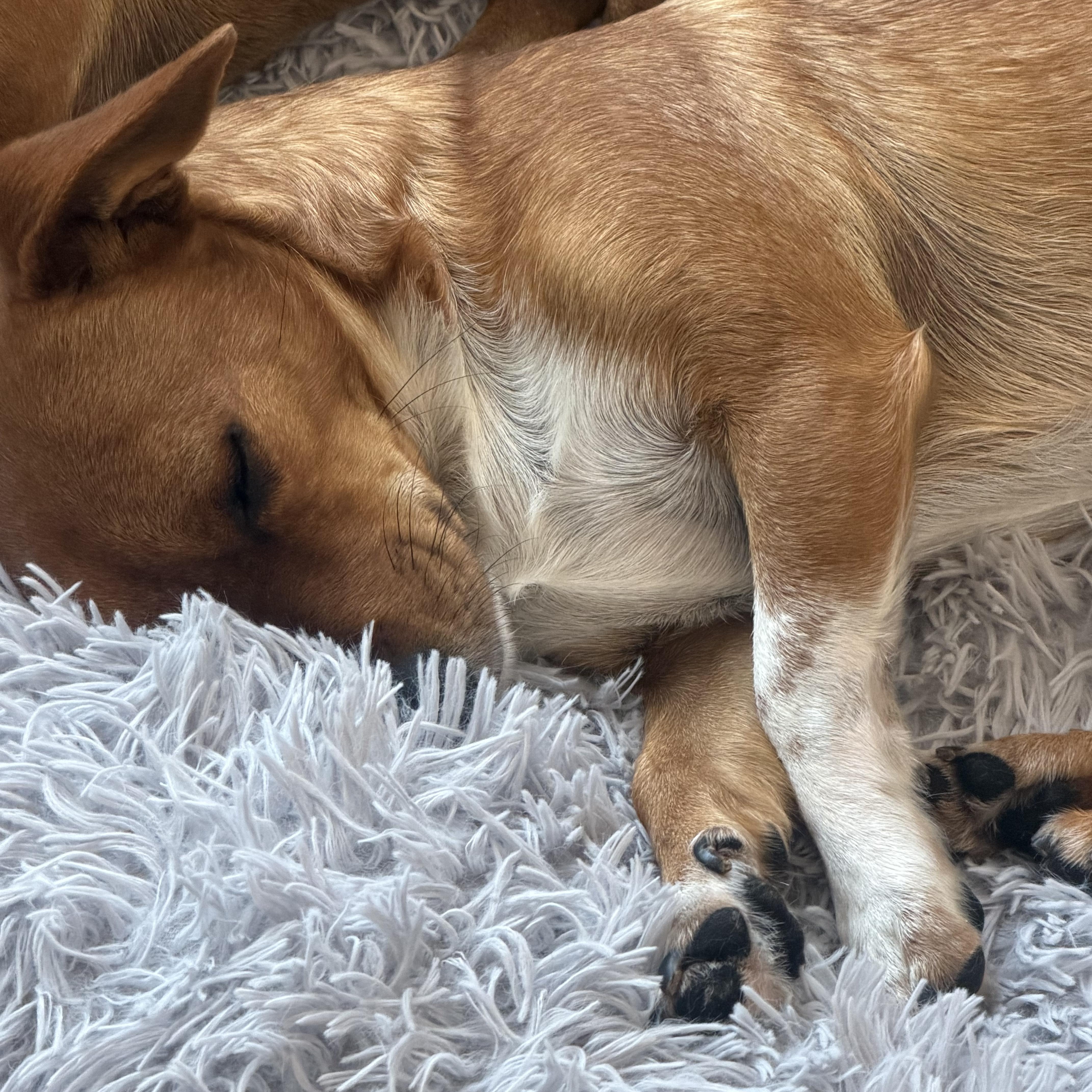 Mr. Cutie Draco, a Adoptable mixed breed in Vancouver, BC image 5/6