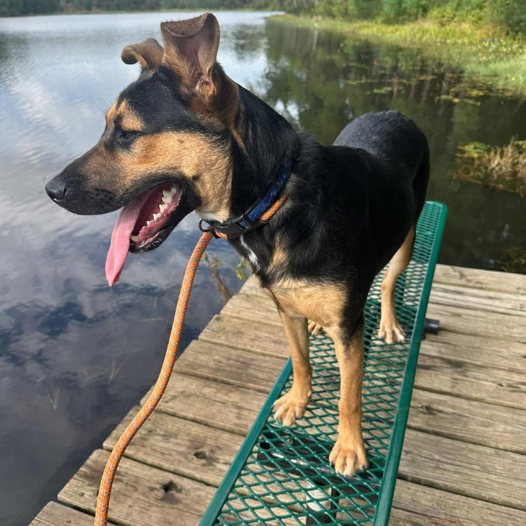 Enlarge Roger, a Adoptable mixed breed in Palestine, TX image 1/6