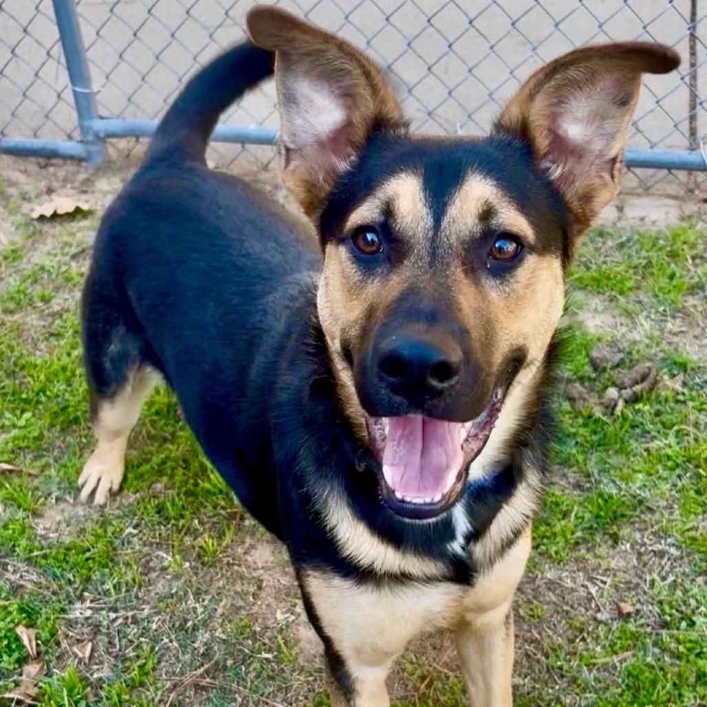 Enlarge Roger, a Adoptable mixed breed in Palestine, TX image 6/6