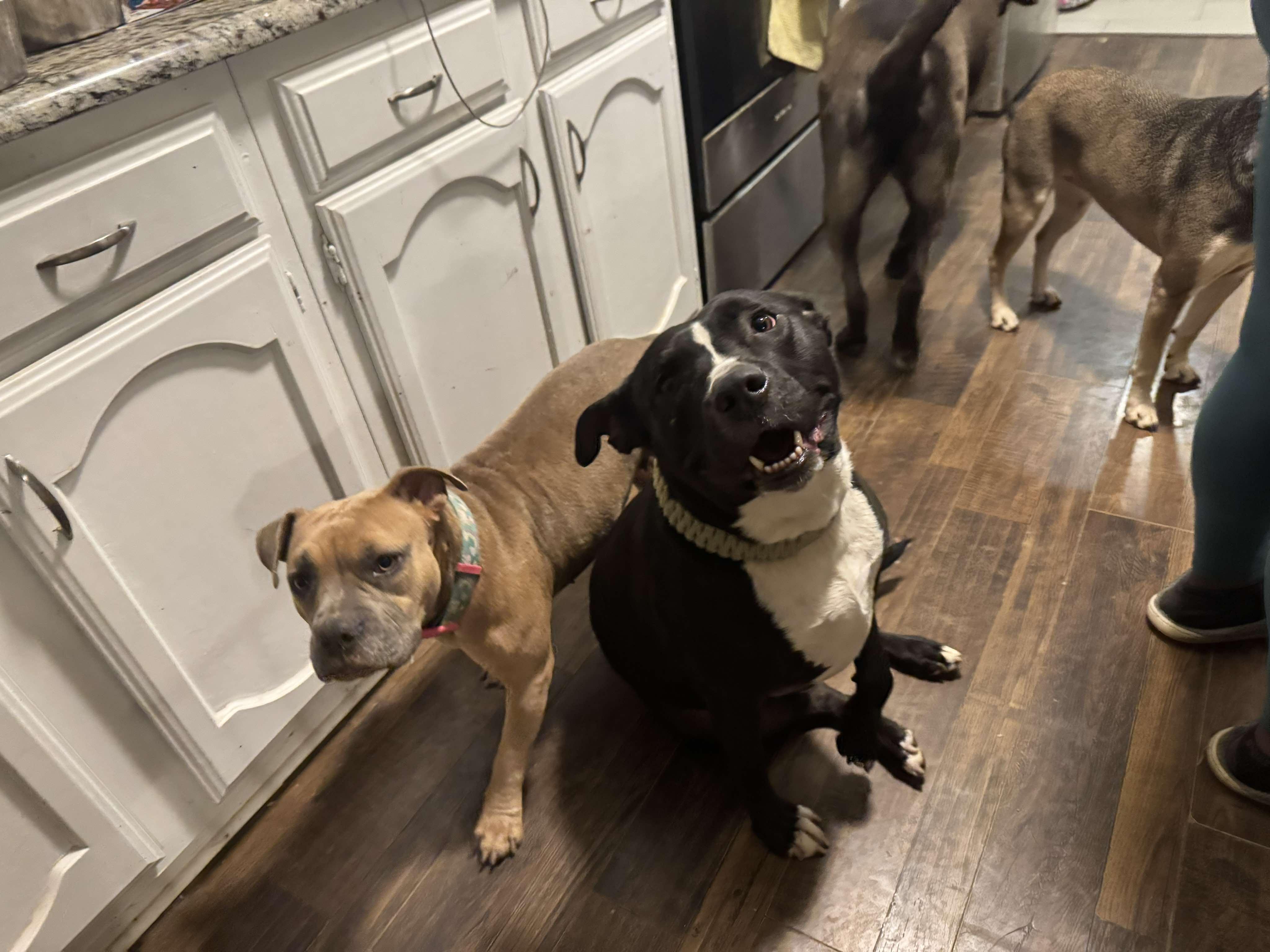 Diesel, Adoptable, Adult Male Pit Bull Terrier.