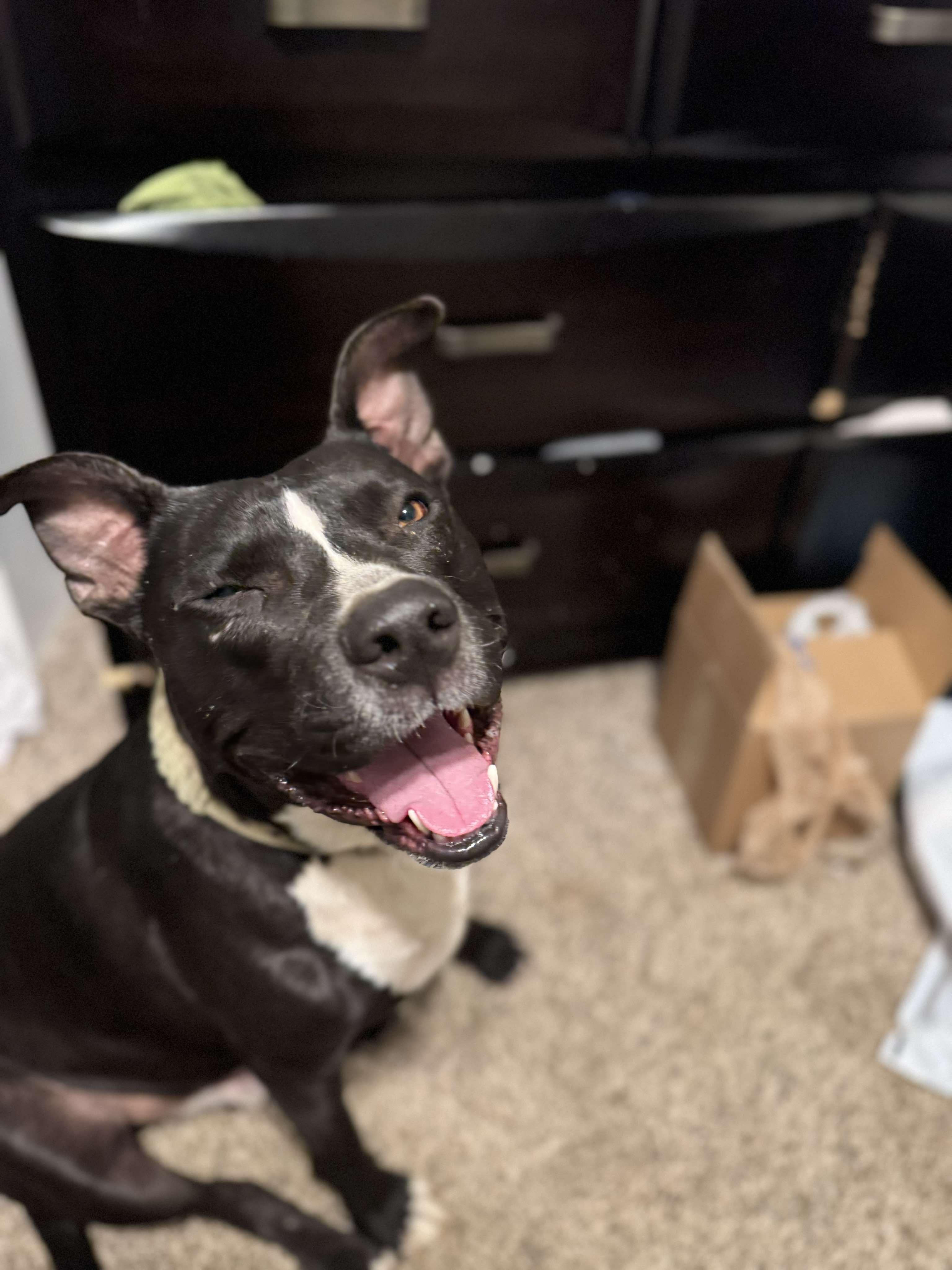 Diesel, a Adoptable mixed breed in Arlee, MT image 2/6