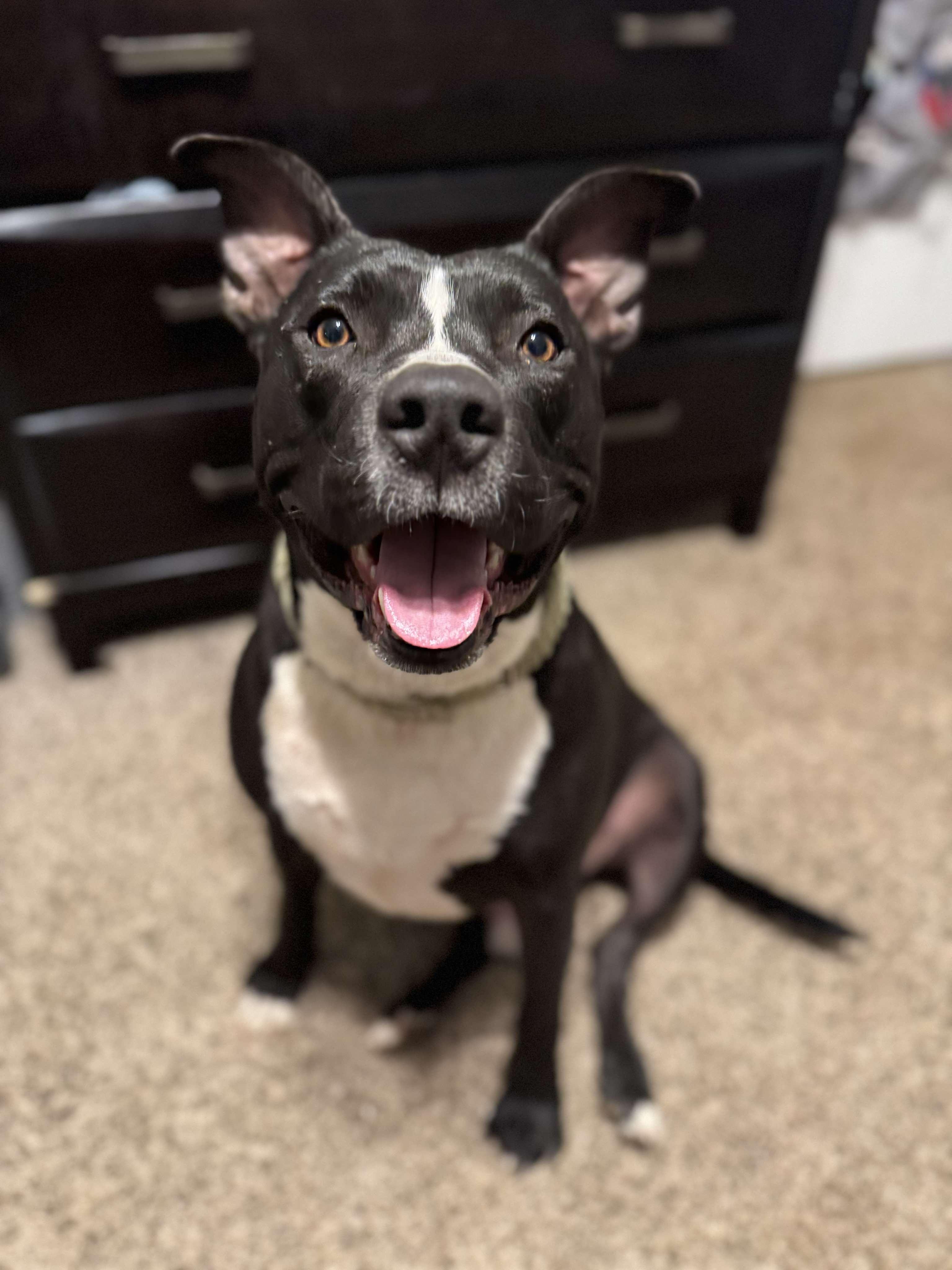 Diesel, a Adoptable mixed breed in Arlee, MT image 3/6