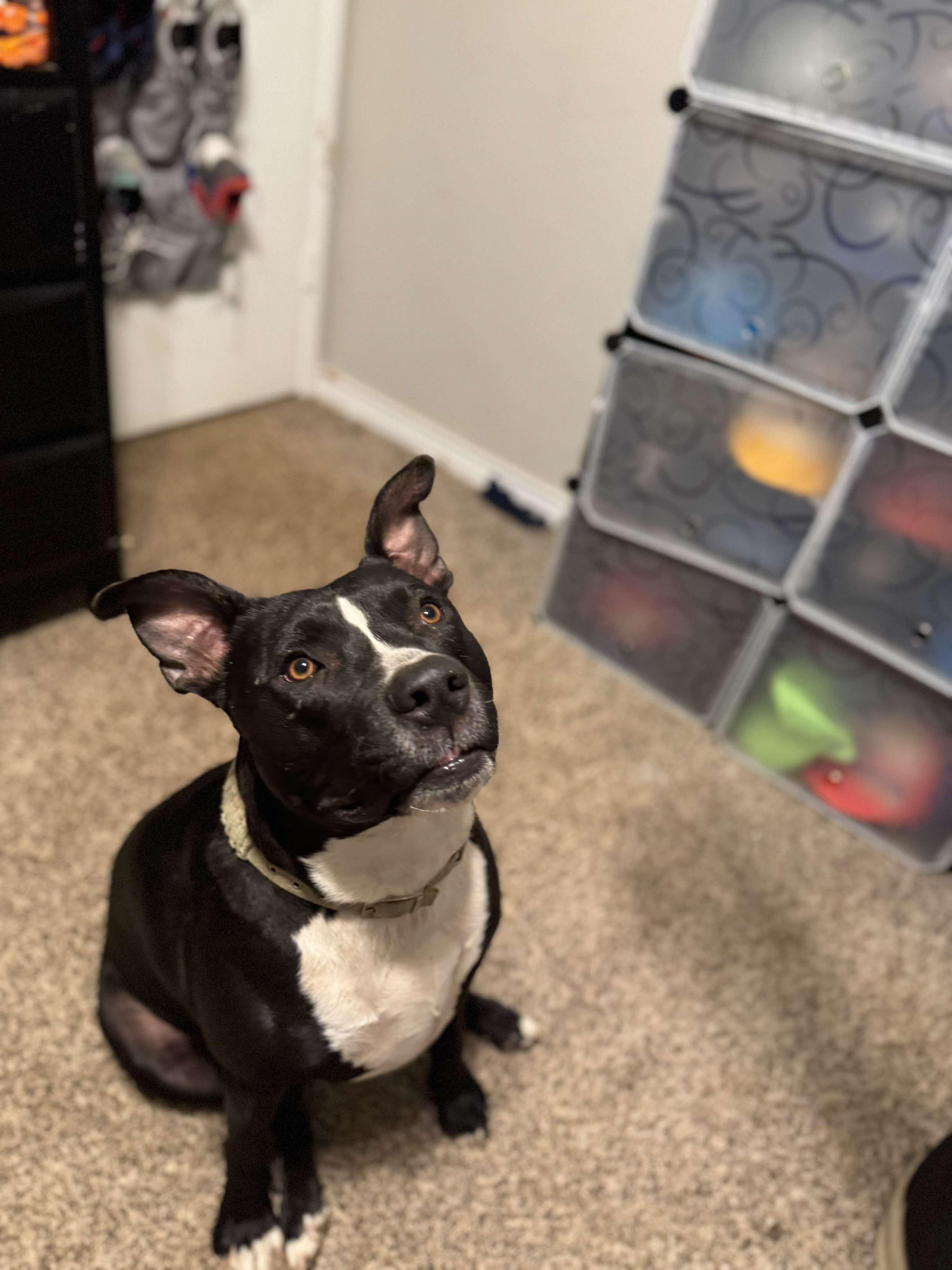 Diesel, a Adoptable mixed breed in Arlee, MT image 4/6