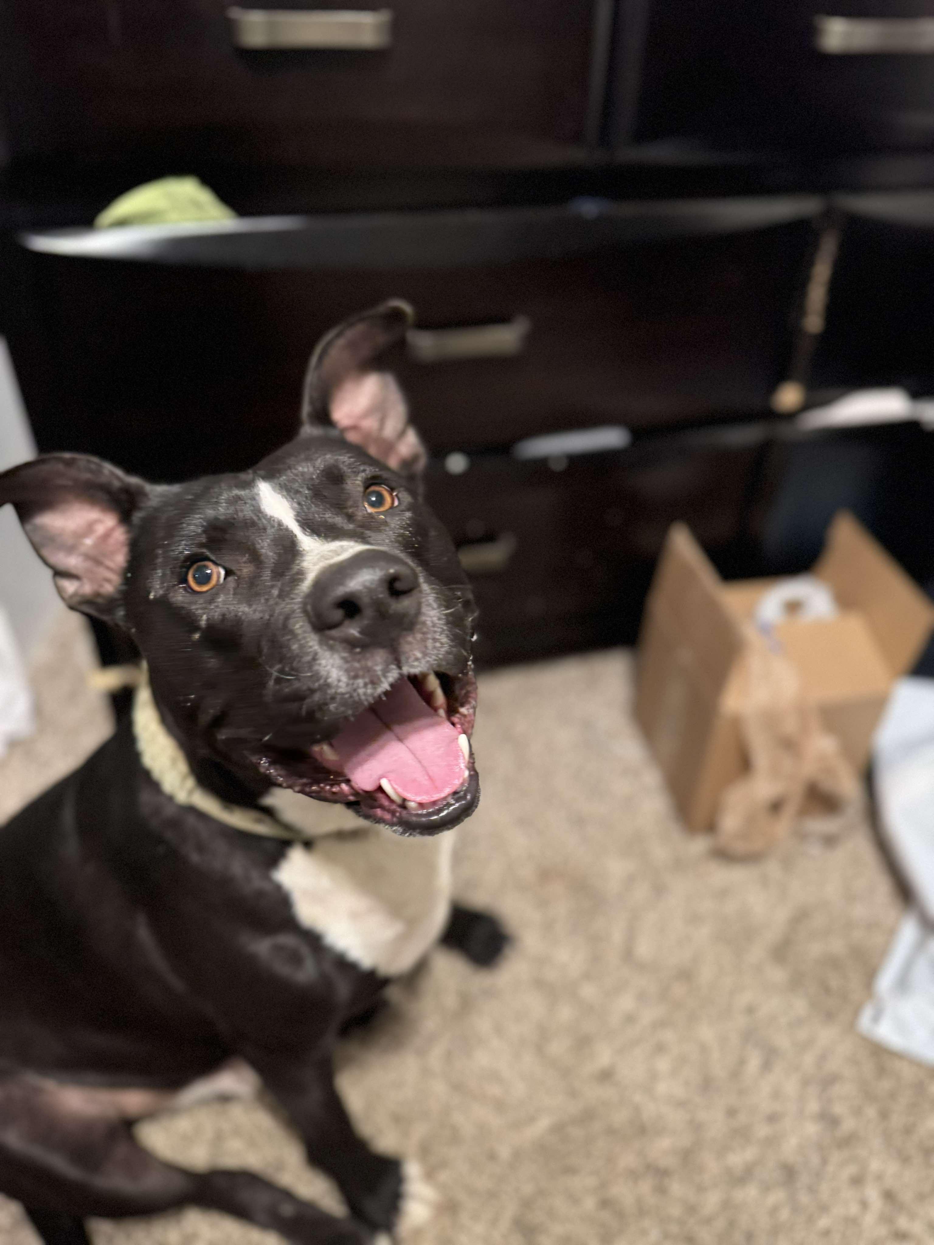 Diesel, a Adoptable mixed breed in Arlee, MT image 5/6