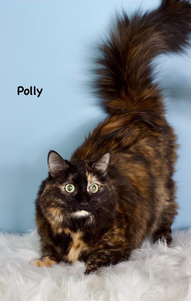 Polly, Adoptable, Adult Female Domestic Short Hair.