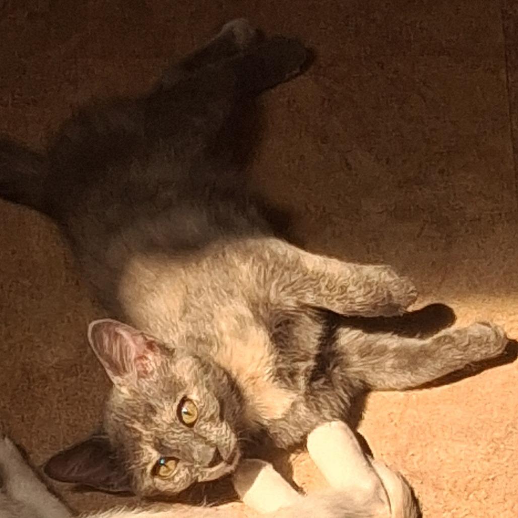 Enlarge Tiger Claw, a Adopted Domestic Short Hair in Boulder, CO image 2/6