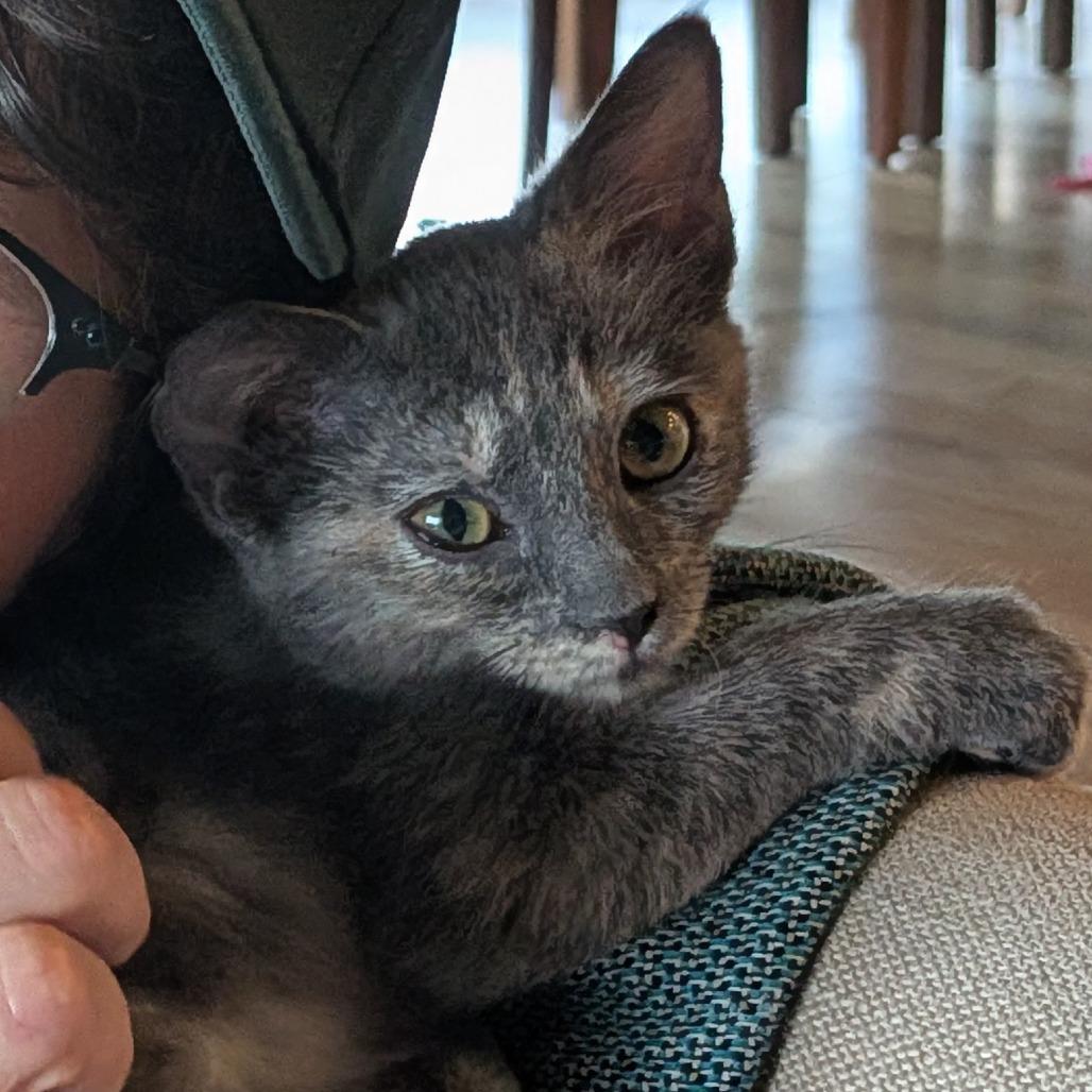 Enlarge Tiger Claw, a Adopted Domestic Short Hair in Boulder, CO image 3/6