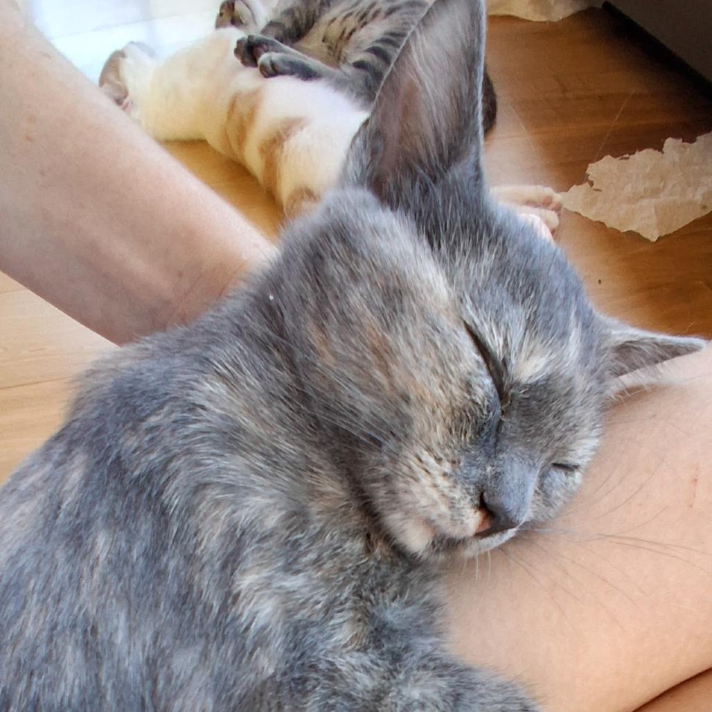 Enlarge Tiger Claw, a Adopted Domestic Short Hair in Boulder, CO image 4/6