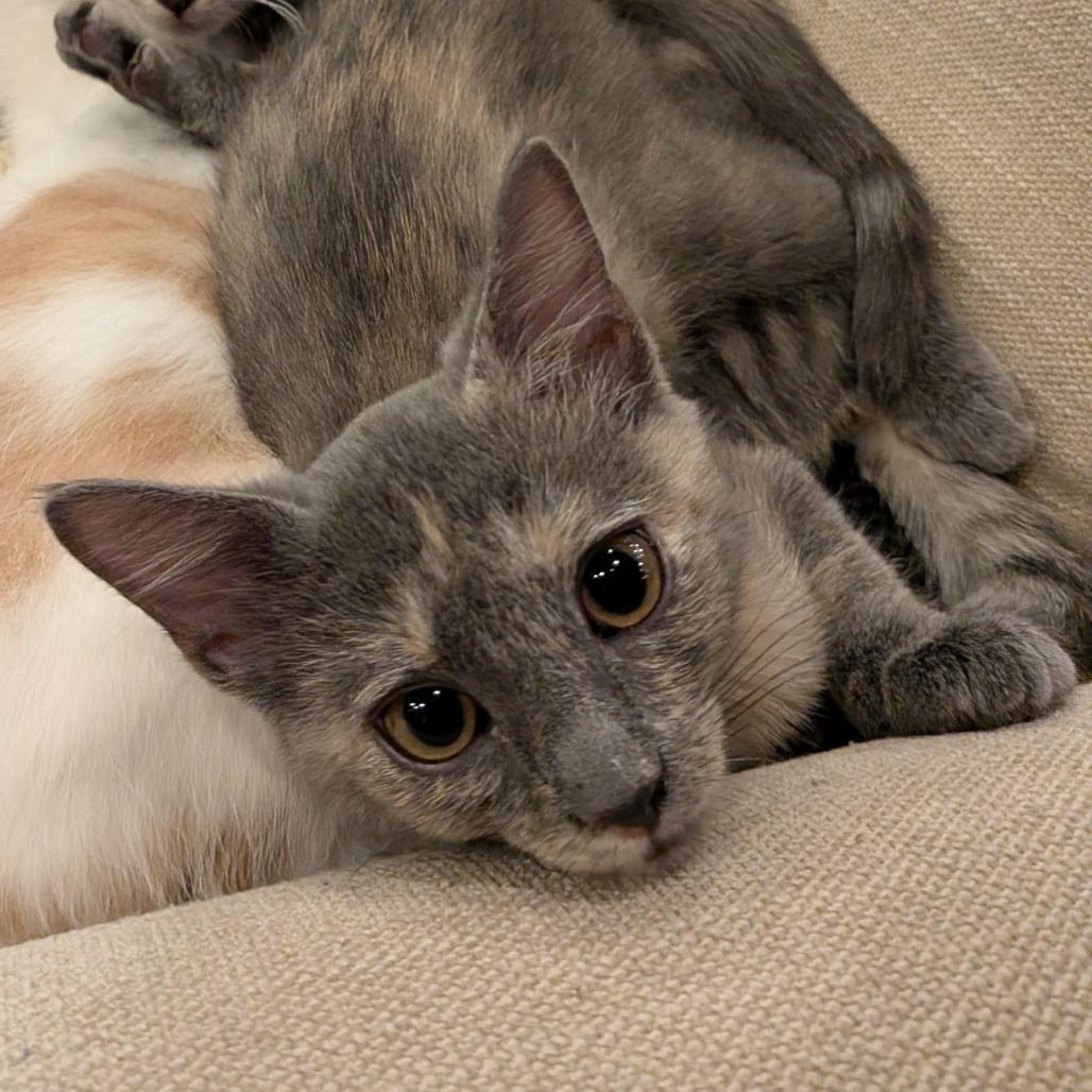 Enlarge Tiger Claw, a Adopted Domestic Short Hair in Boulder, CO image 5/6