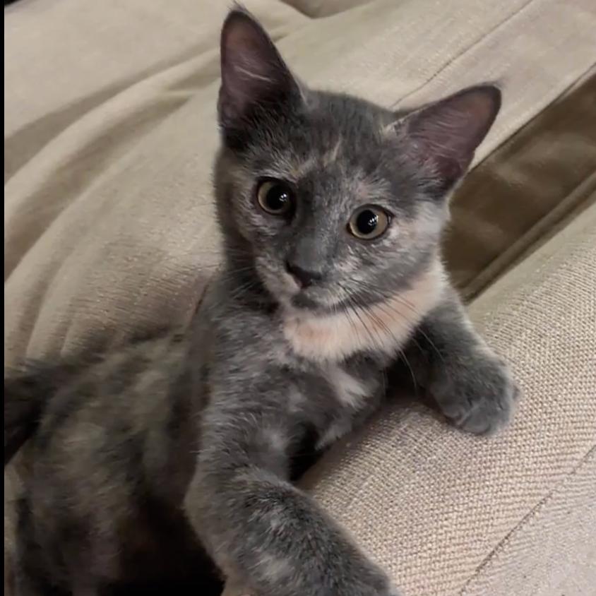 Enlarge Tiger Claw, a Adopted Domestic Short Hair in Boulder, CO image 6/6