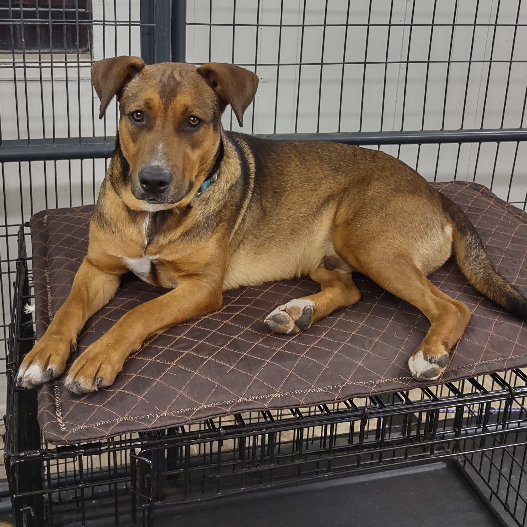 Zorro, Adoptable, Adult Male Shepherd.