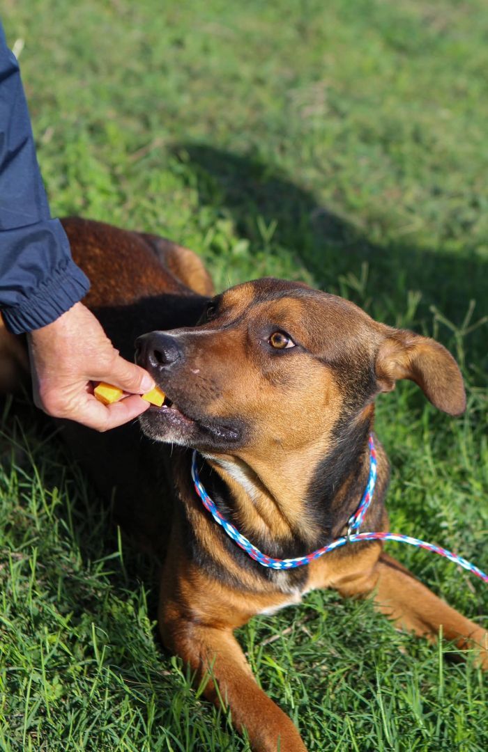 Zorro, a Adoptable Shepherd in Kerrville, TX image 2/5