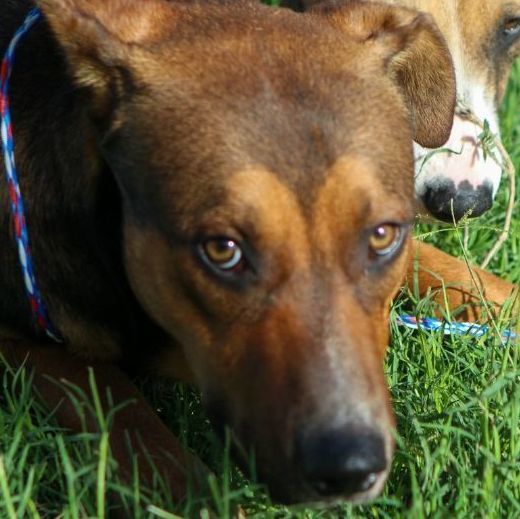 Zorro, a Adoptable Shepherd in Kerrville, TX image 3/5