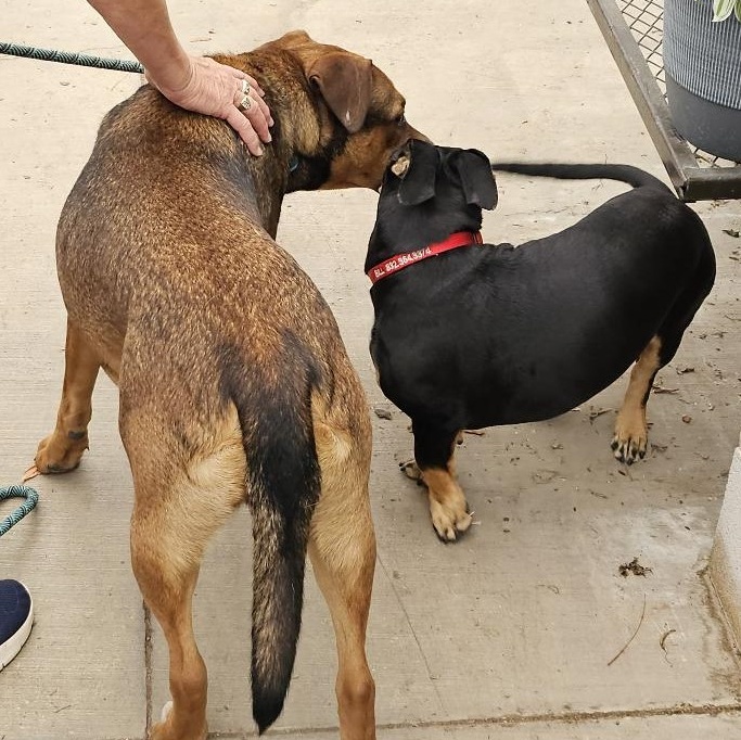 Zorro, a Adoptable Shepherd in Kerrville, TX image 4/5