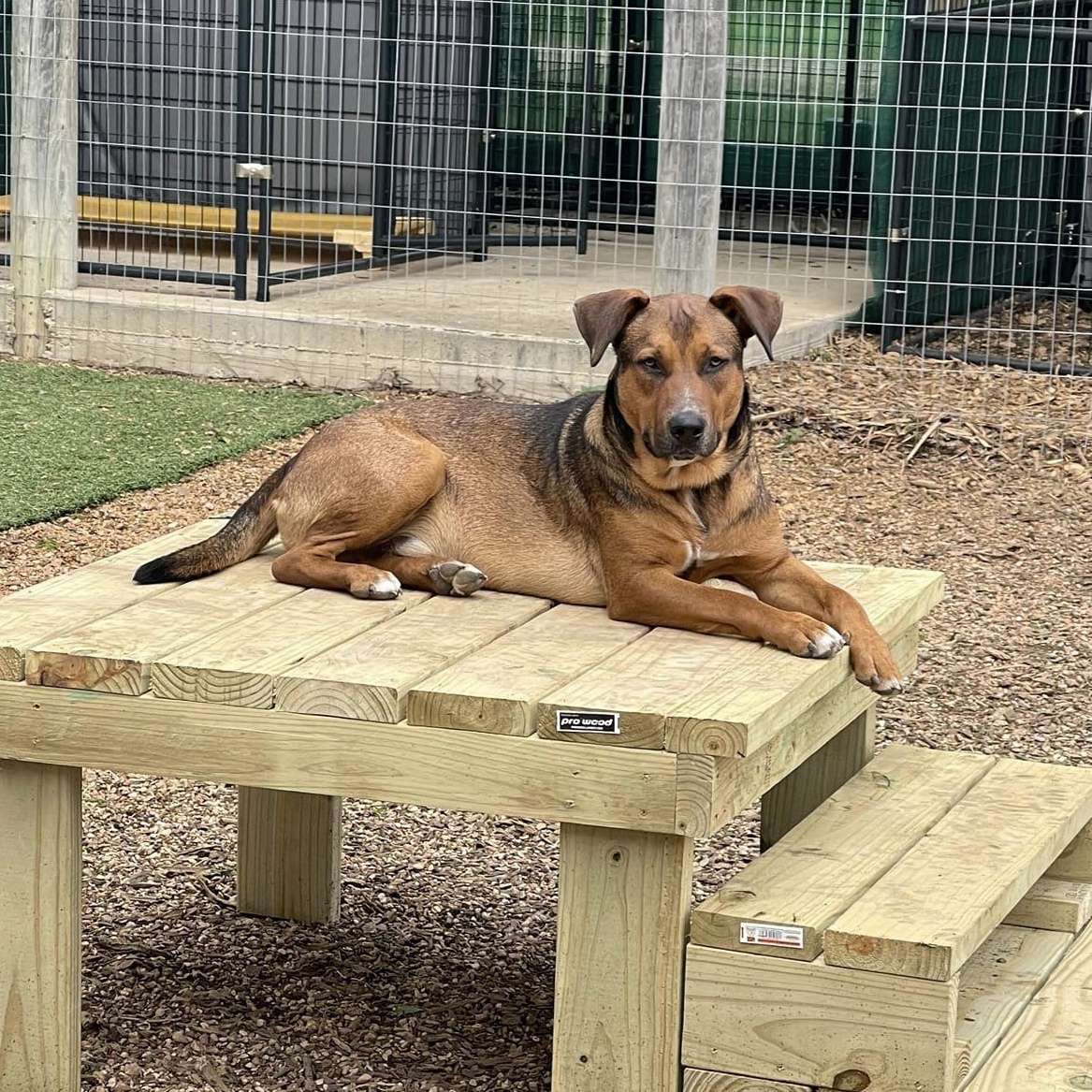 Zorro, a Adoptable Shepherd in Kerrville, TX image 5/5