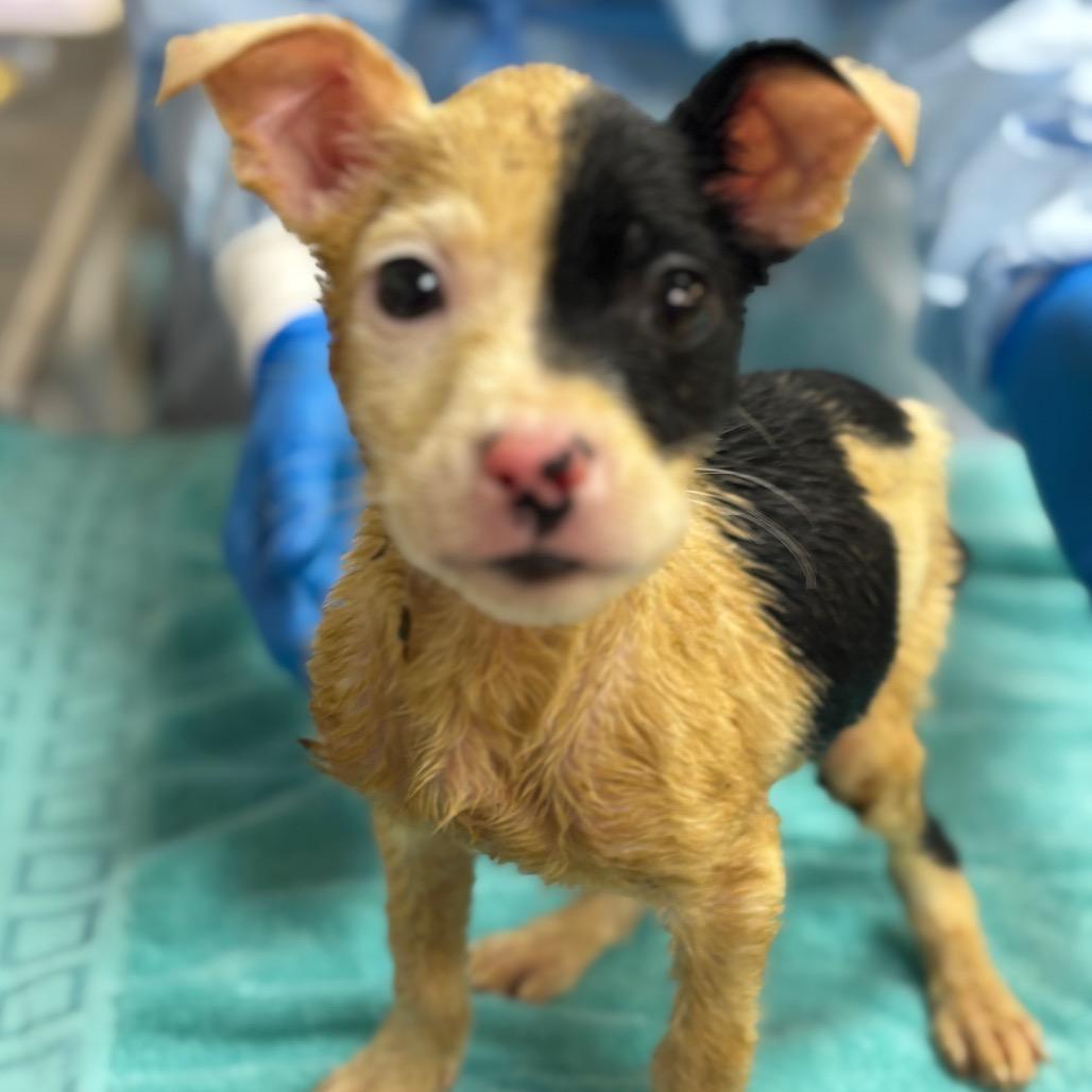 Goose — thumbnail 2