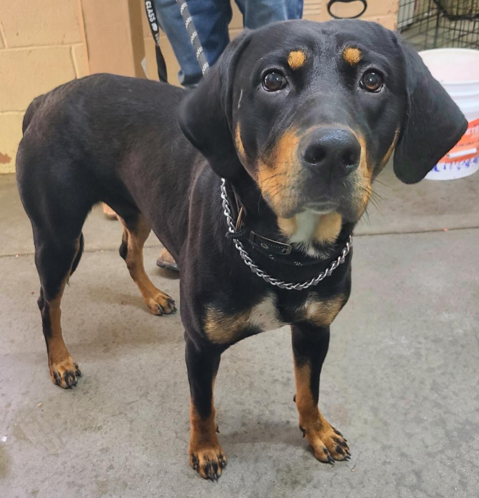 Enlarge Tyler, a Adoptable mixed breed in Swainsboro, GA image 1/2