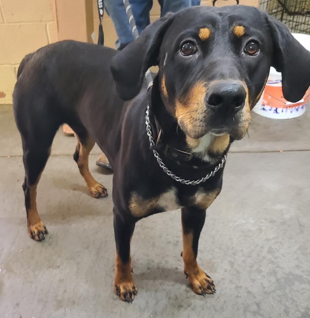Enlarge Tyler, a Adoptable mixed breed in Swainsboro, GA image 2/2