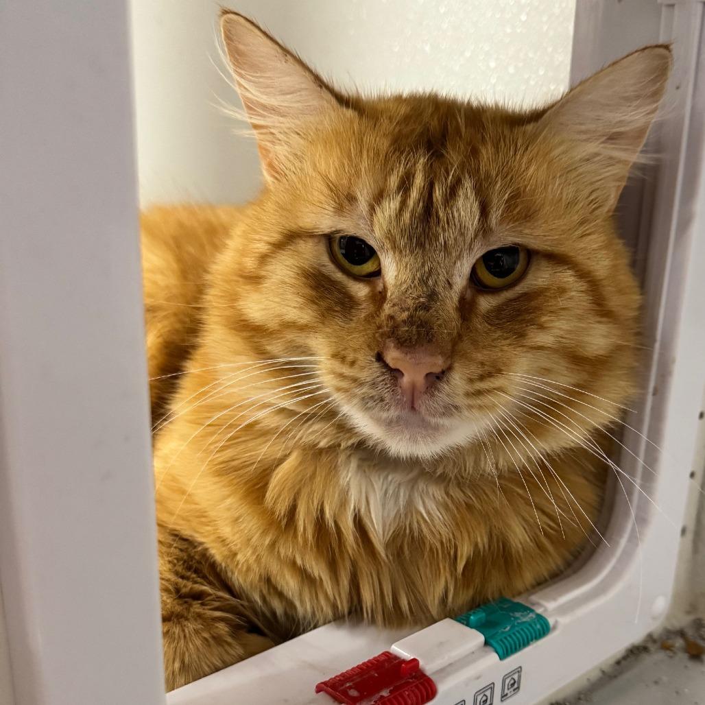 Enlarge Phoenix JG, a Adoptable Domestic Short Hair in Austin, TX image 1/1