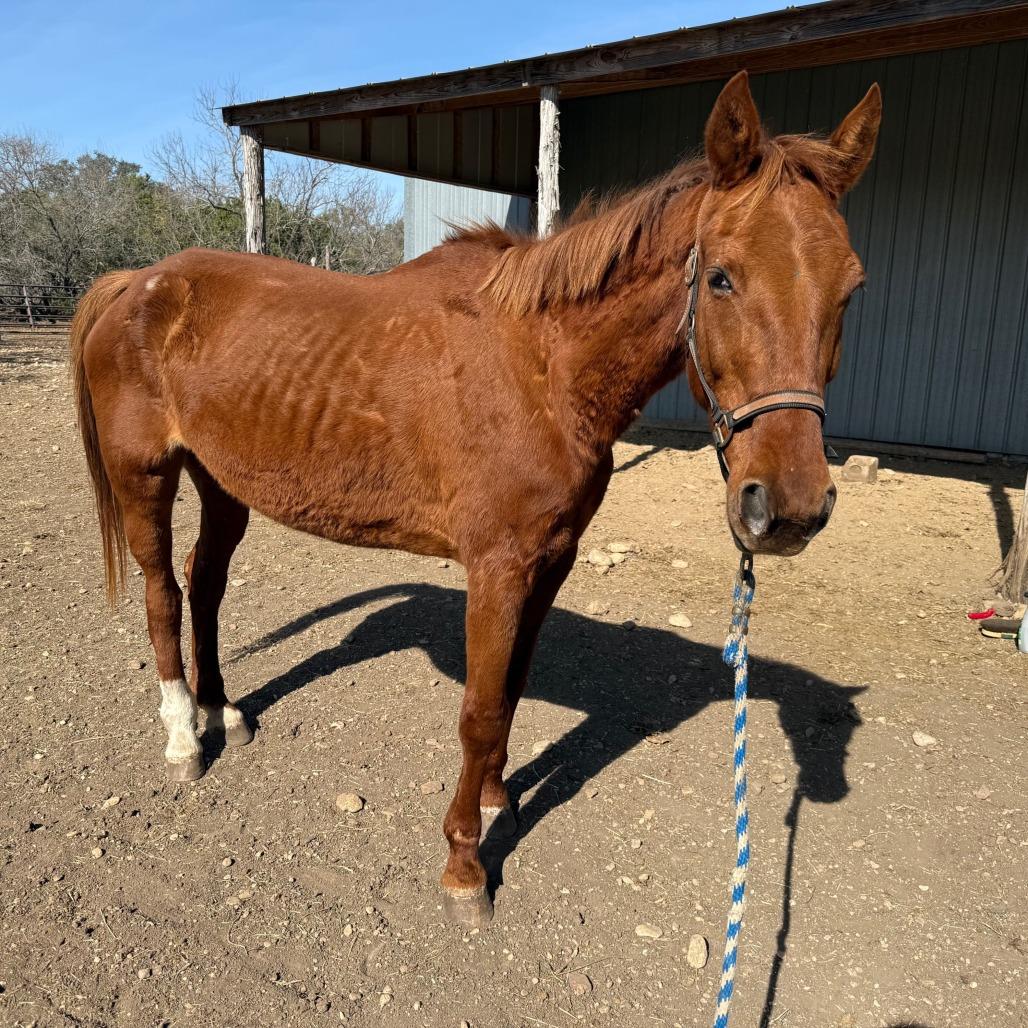 Lou, Adoptable, Senior Female Quarterhorse.