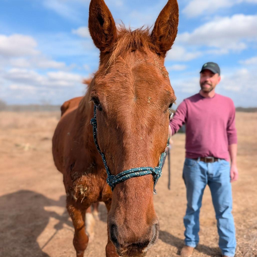 Enlarge Lou, a Adoptable Quarterhorse in Fredericksburg, TX image 2/6