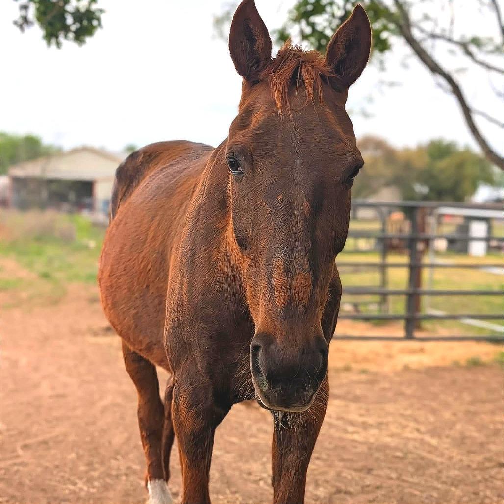 Enlarge Lou, a Adoptable Quarterhorse in Fredericksburg, TX image 3/6