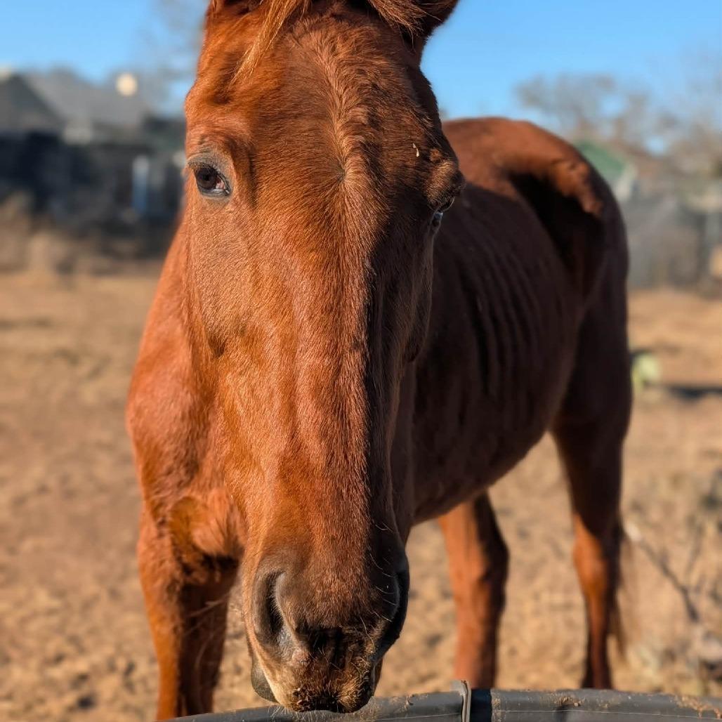 Enlarge Lou, a Adoptable Quarterhorse in Fredericksburg, TX image 4/6