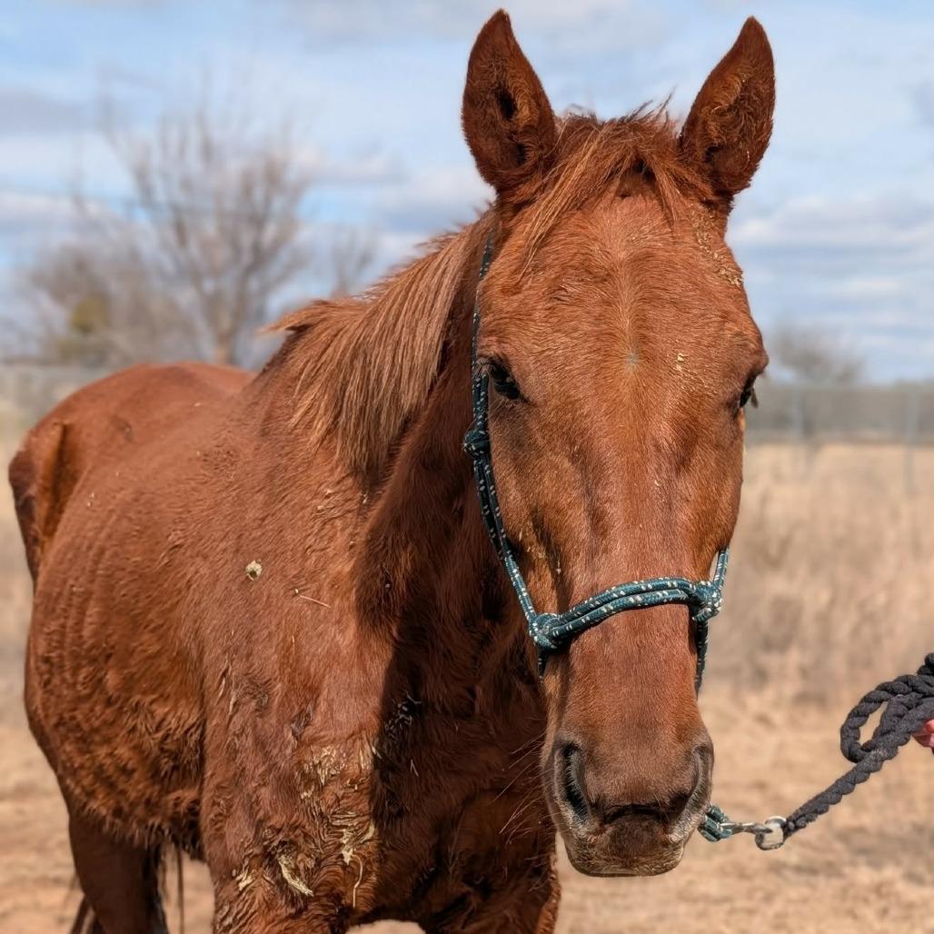 Enlarge Lou, a Adoptable Quarterhorse in Fredericksburg, TX image 5/6