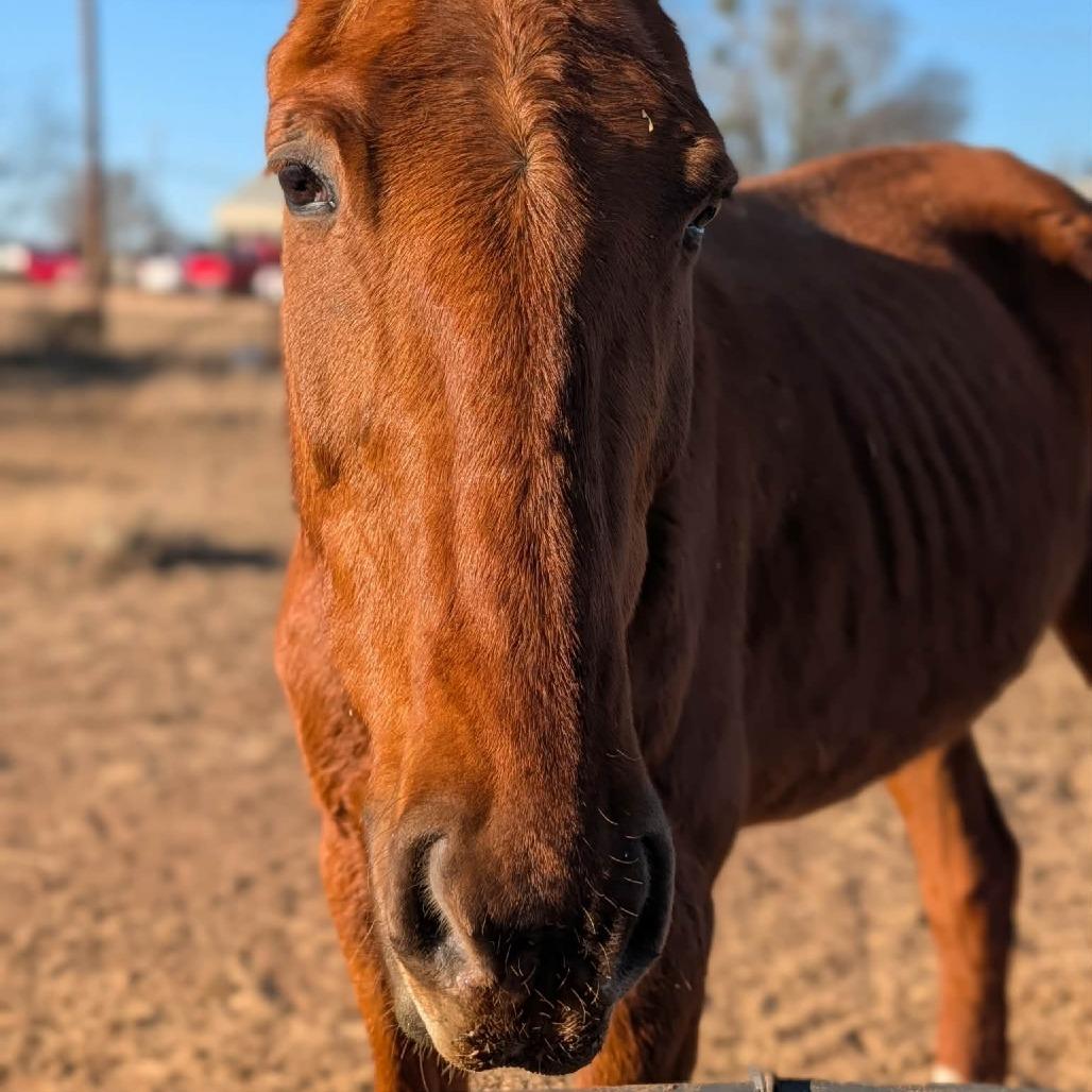 Enlarge Lou, a Adoptable Quarterhorse in Fredericksburg, TX image 6/6