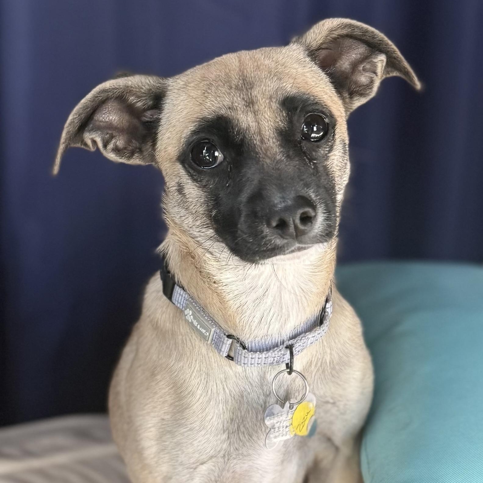 Zazu, Adoptable, Young Female Chihuahua & Terrier.