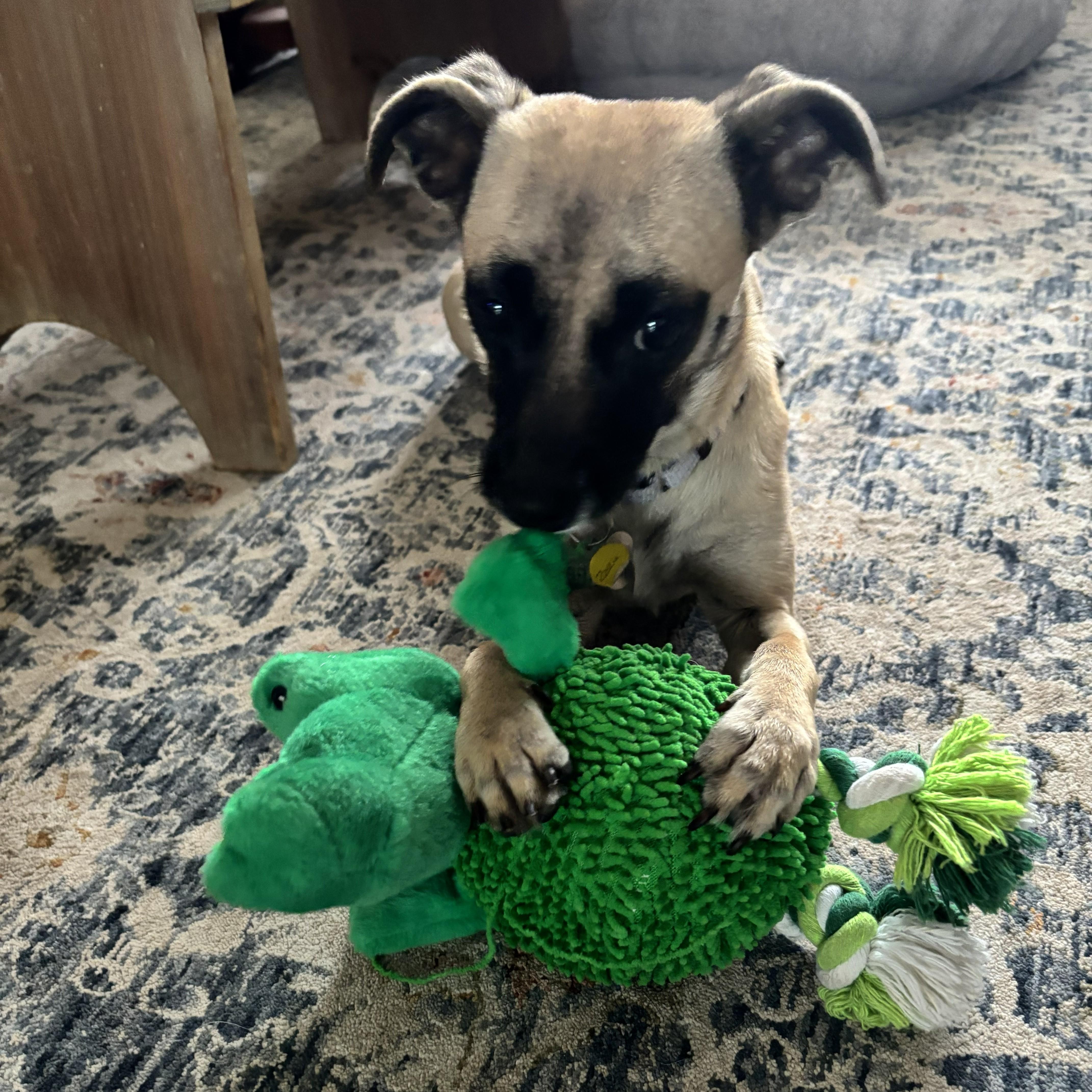 Enlarge Zazu, a Adoptable mixed breed in Albany, NY image 1/4