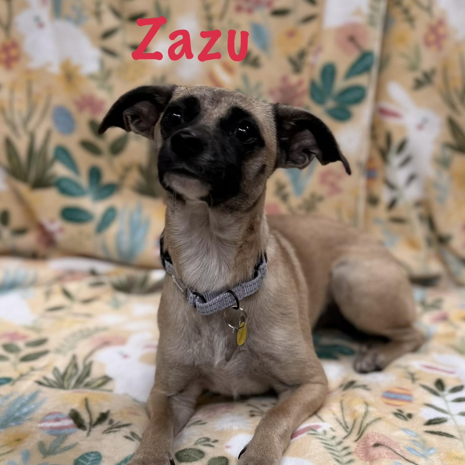 Enlarge Zazu, a Adoptable mixed breed in Albany, NY image 2/4