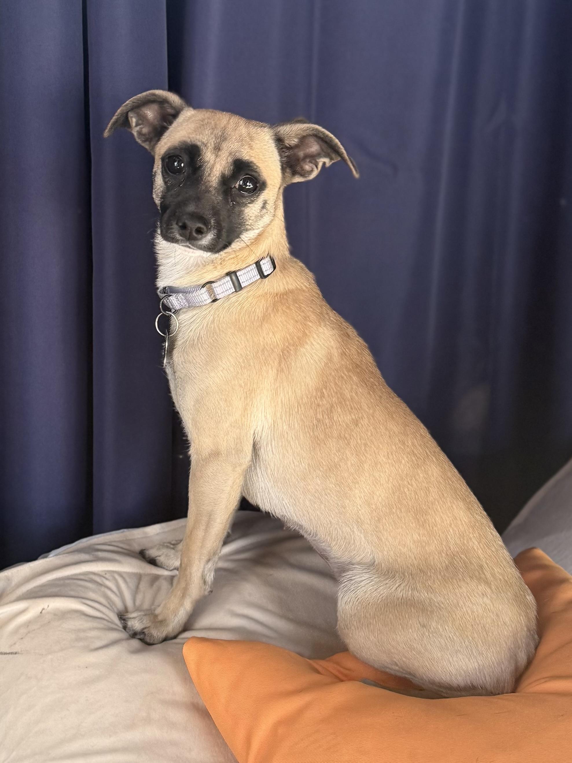 Enlarge Zazu, a Adoptable mixed breed in Albany, NY image 3/6